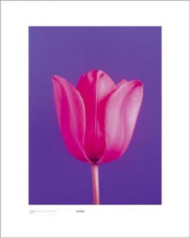Tel6560009 Tulip Magenta On Deep Purple Poster Print By Masao Ota -15.75 X 19.75-