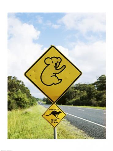 Sal427124 Close-up Of Animal Crossing Sign On A Roadside Australia -18 X 24- Poster Print