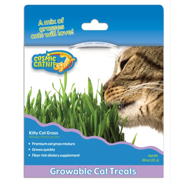 090129 Cosmic Kitty Cat Grass