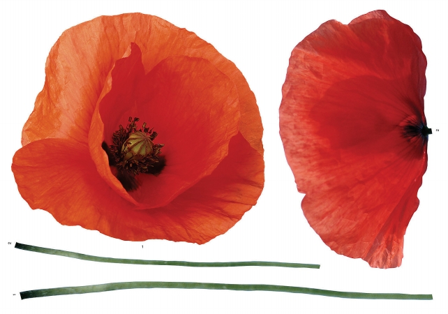 Cr-57105 Poppies Wall Stickers
