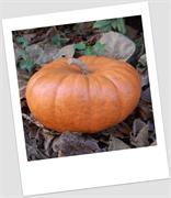 Pum 4 Small Jarrahdale Pumpkin Fall Harvest