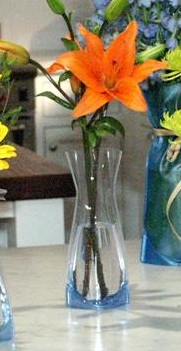 Wvs-112 Wondervase - Small Clear Set Of 12