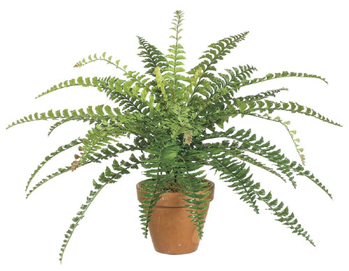 25 Inch Fishtail Fern Bush x30 Green - Qty of 6