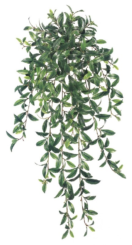 36 Inchs Large Ruscus Bush - Two Tone Green - Qty of 6