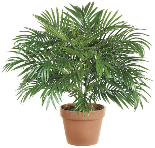 22 Inch Parlor Palm Bush Green - Qty of 6