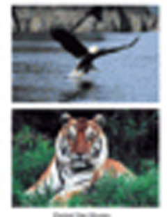 Slm151 Wild Animal Poster Set Set Of 10