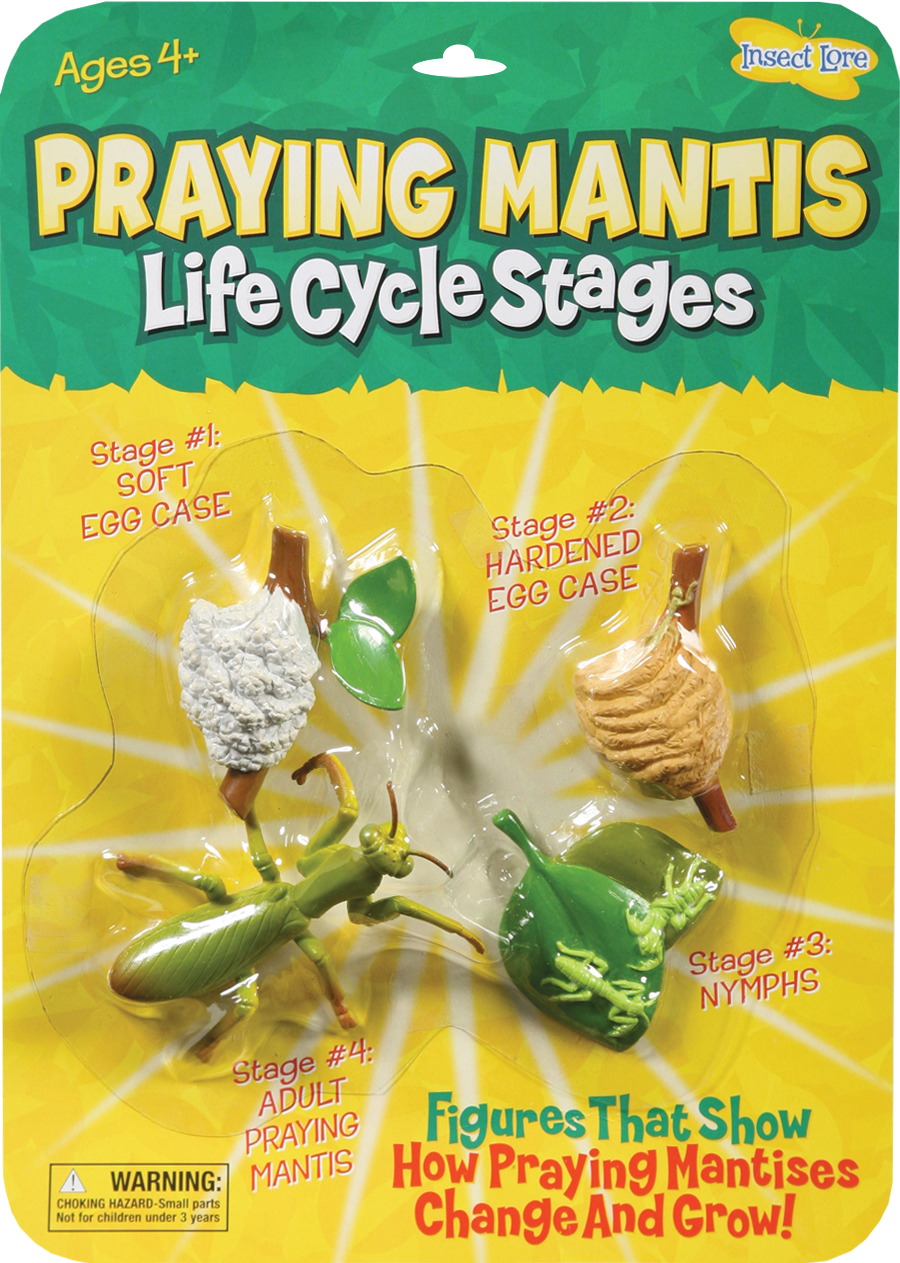 Ilp2510 Mantis Life Cycle Stages