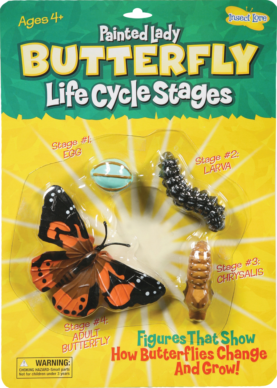 Ilp4760 Butterfly Life Cycle Stages
