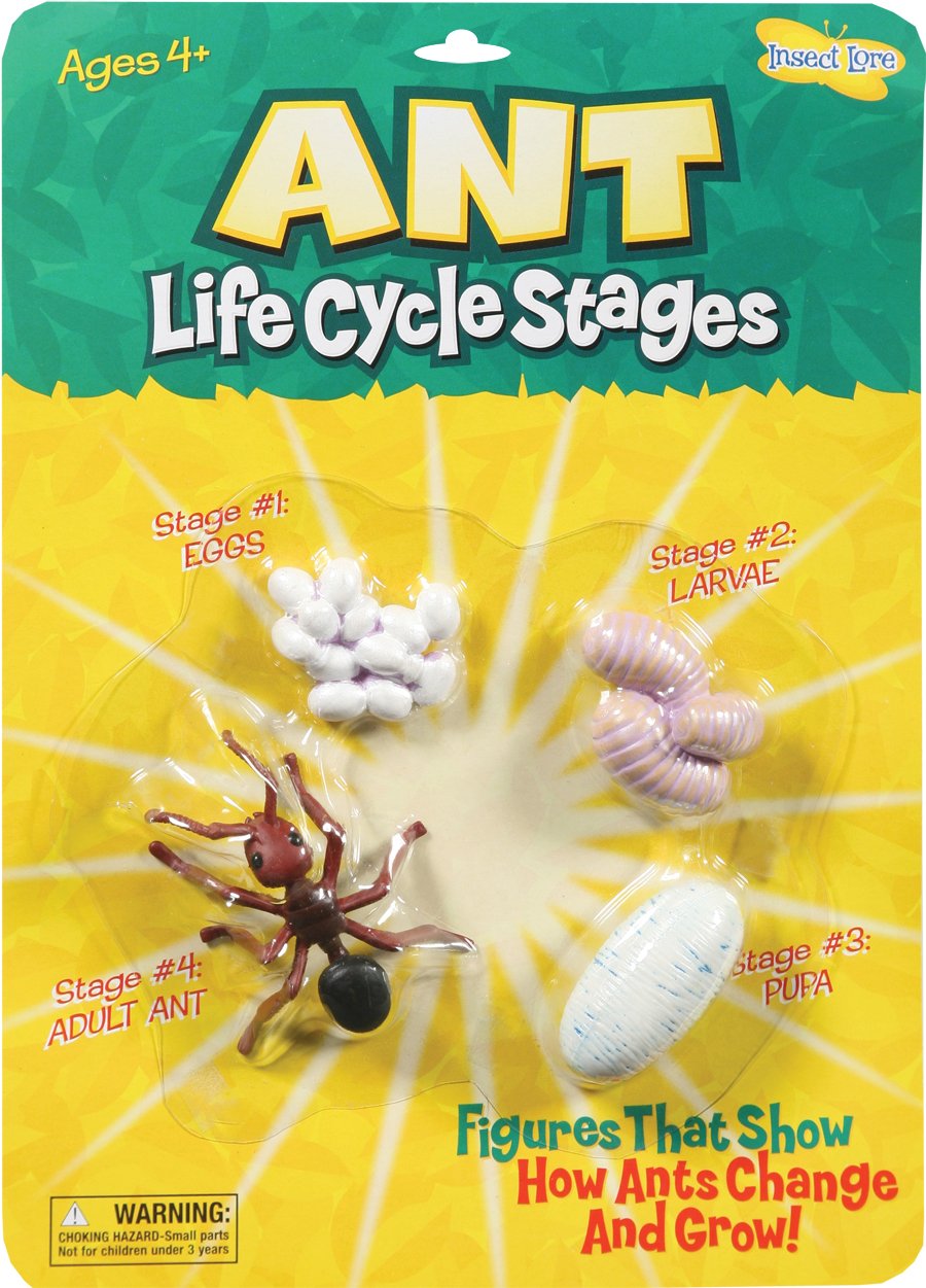 Ilp6110 Ant Life Cycle Stages