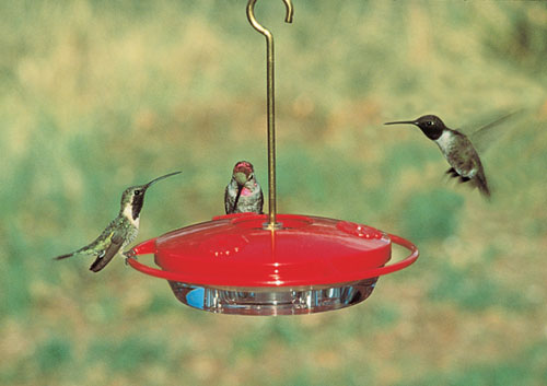 3 pack Avant Garden Looking Glass Hummingbird Feeder Model 8110-3 