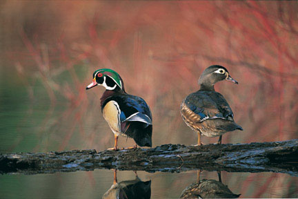 Wood Ducks Jigsaw Puzzle