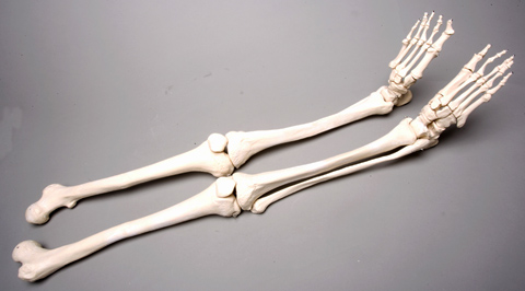 Sm380dr Right Skeleton Leg