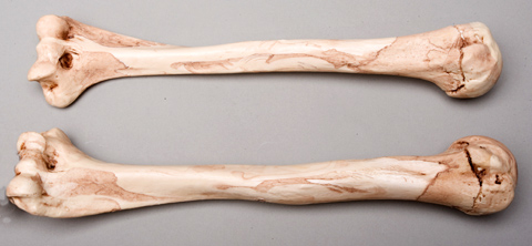 Sm374da Aged Humerus Bones Left And Right