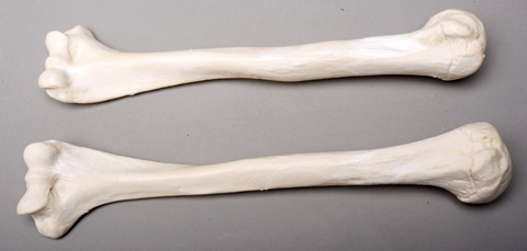 Sm374dl Left Humerus Bone