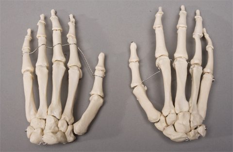 Sm376dl Left Skeleton Hand