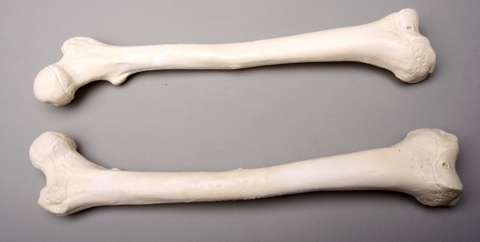 Sm384dl Left Femur Bone