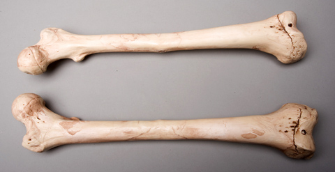 Sm384dla Aged Left Femur Bone