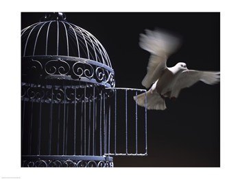 White Dove Escaping From A Birdcage 24.00 X 18.00 Poster Print
