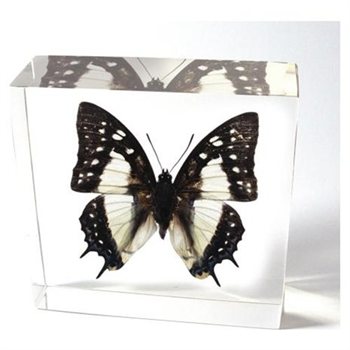 Bf03 Butterfly Paperweight - Common Nawab