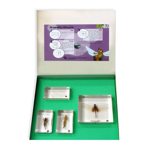 Bfk1101 Biology For Kids - Dragonfly Lifecycle