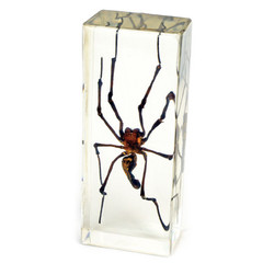 Pw311 Large Paperweight - Golden Orb Spider