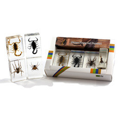 Pwc441 Paper Weight Collection With Real Scorpion And Spider In Acrylic