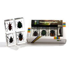 Pwc443 Paper Weight Collection With Real Beetle In Acrylic
