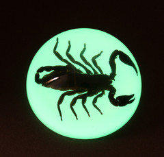Ss105 Large Dome Paper Weight With Real Black Scorpion In Acrylic Glow In The Dark