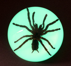 Ss106 Large Dome Paper Weight With Real Tarantula In Acrylic Glow In The Dark In Acrylic