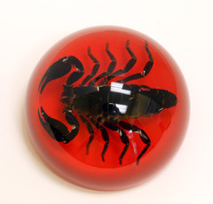 Ss107 Large Dome Paper Weight With Real Black Scorpion In Acrylic Red Background