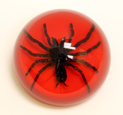 Ss108 Large Dome Paper Weight With Real Tarantula In Acrylic Red Background