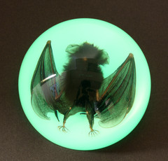 Ss110 Large Dome Paper Weight With Real Bat In Acrylic Glow In The Dark