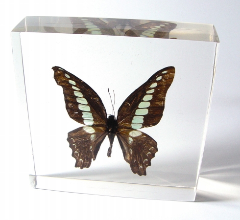 Bf11 Butterfly Paperweight - Common Bluebottle
