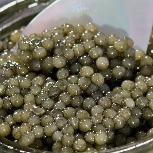 13114 14oz American Paddlefish Caviar