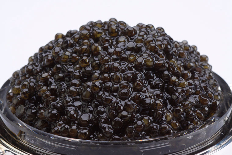 12716 16oz-450gr White Sturgeon Caviar