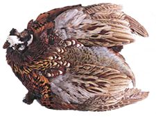 UPC 053526050028 product image for 49155298 Ringneck Pheasant Skin Tying Material | upcitemdb.com