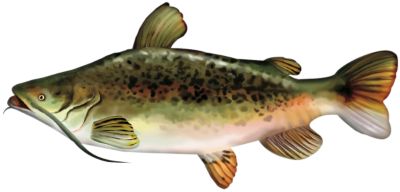 UPC 832955002033 product image for 95500713 Giant Stuffed Fish for Kids - Catfish | upcitemdb.com