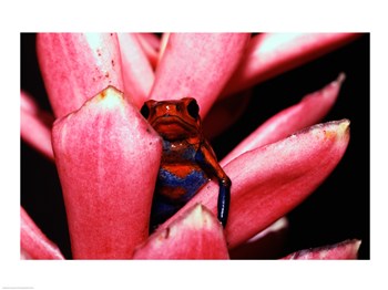 Pvt-superstock Sal13701032 Close-up Of A Strawberry Poison Dart Frog -24 X 18 Poster Print