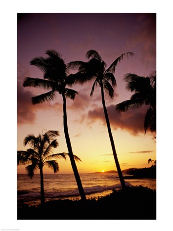 Pvt-superstock Silhouette Of Palm Trees At Sunset Kauai Hawaii Usa -18 X 24 Poster Print