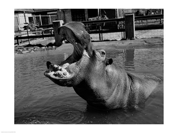 Pvt-superstock Sal255420735 Usa Louisiana New Orleans Hippopotamus In Zoo -24 X 18 Poster Print