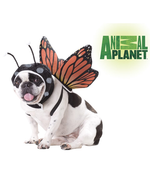 California Costume Collections CCPET20101-S Animal Planet Butterfly Dog Costume - Small