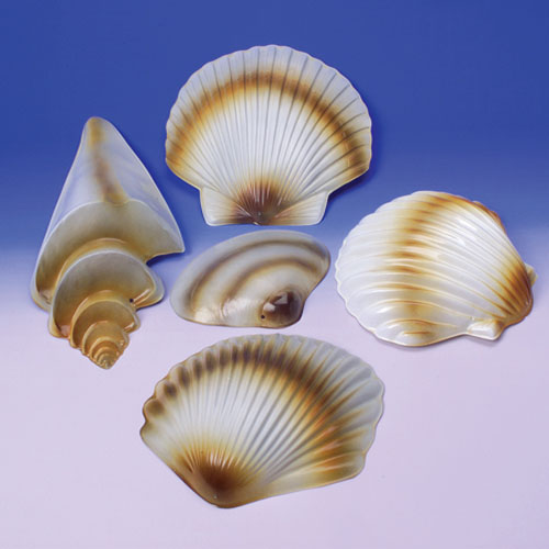Hl187 Sea Shell Decoration-5-pc