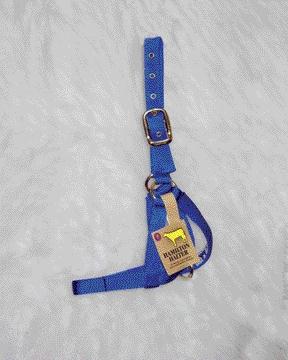 - Cow Turn Out Halter- Blue 1 Inch - 30dc Bl
