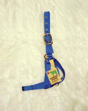 - Calf Turn Out Halter- Blue 1 Inch - 30dcf Bl