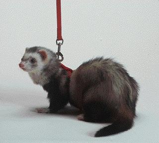 Ferret Harness And Lead Combo- Red 48 Inches - Fp-004