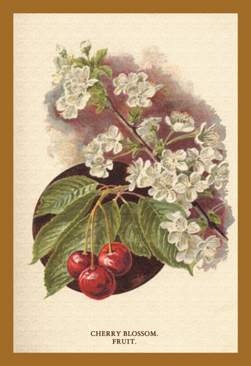 Buy Enlarge 0-587-17636-9p20x30 Cherry Blossom Fruit- Paper Size P20x30