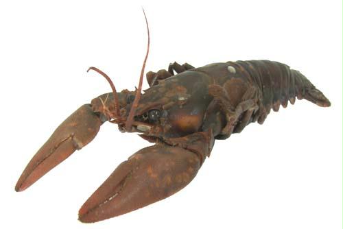 13702 Crayfish - 4 In. - 6 In. - Pack Of 10