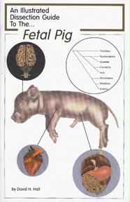 13797 Dissection Guide To The Fetal Pig