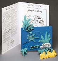14556 Bookplus Model - Lifecycle Of A Frog