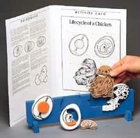 14558 Bookplus Model - Lifecycle Of A Chicken